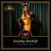 Knotty Orchid